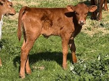 2026 Linda's Star Heifer