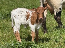 2026 Miranda Heifer