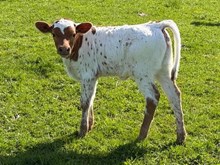 2026 Tuff Nikki Heifer