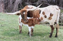 Tuff Beulah
