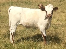 2018 heifer Atlas 91/2 x WS Star Twister