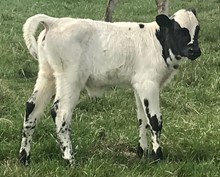 Atlas 91/2 x WS Desaray