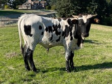 2023 Donovan's Grande bull