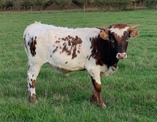 2021 Good Shot bull