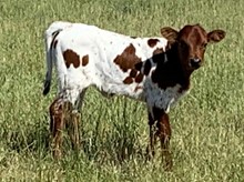 2021 Tuff and Grande x Gretel heifer