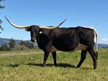 D/O GUNNERS RITA 54/19