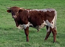 2021 Hazel bull