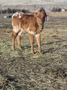 HL Range Finder X Helm Top Desire 25 Heifer