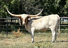 DCT BUTTERSCOTCH