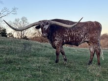 BAR F SAN FERNANDO RED