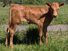 Iron Doll's 2015 heifer