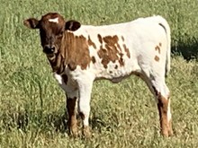 2021 Tuff and Grande x Jamamax heifer