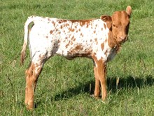 Magic Pia's 2015 heifer