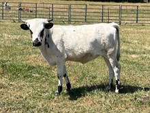 Miss Taro FL