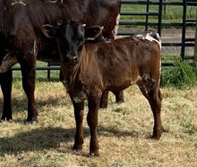 2023 Divico's Princess heifer