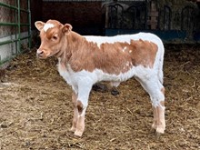 2023 Rockin Tari heifer