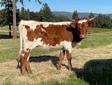 2023 Sabia heifer