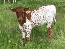 2020 Super Queen bull