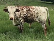 2019 Velvet bull
