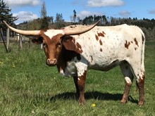 Tuff Dolly FL
