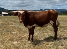 Tuff Reba FL