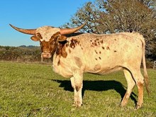 Tuff Rosanne FL
