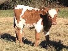 2020 Velvet bull